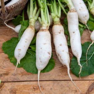 Navet-Légume Demi-Long de Croissy